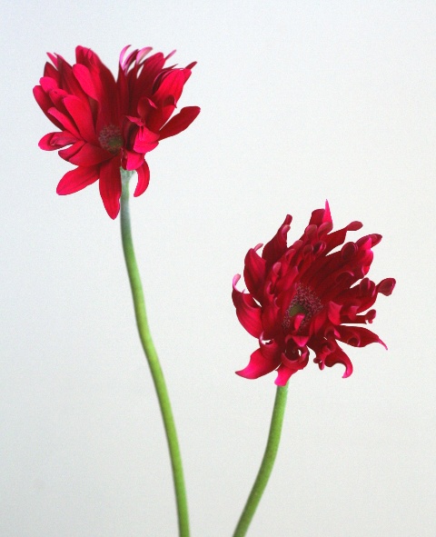 自分が使った花材事典 ガーベラ 赤 カール咲き 新 花の情報局のblog