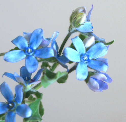 自分が使った花材事典 ブルースター 新 花の情報局のblog