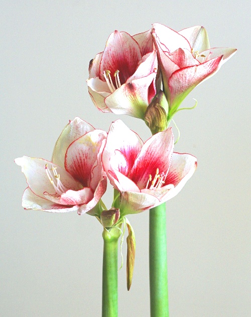 自分が使った花材事典 アマリリス 白 赤 新 花の情報局のblog