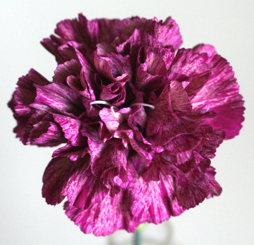 自分が使った花材事典 カーネーション 赤紫絞り 新 花の情報局のblog