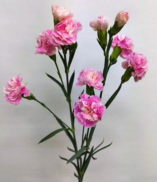 自分が使った花材事典 カーネーション ピンクグラデーション スプレー 新 花の情報局のblog