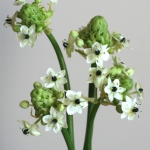 Thumbnail of post image 037