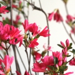 Thumbnail of post image 078
