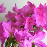 Thumbnail of post image 162