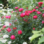 Thumbnail of post image 139