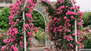 Thumbnail of post image 104