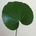 Thumbnail of post image 075