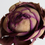 Thumbnail of post image 045