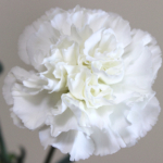 Thumbnail of post image 090