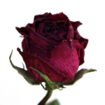 Thumbnail of post image 032