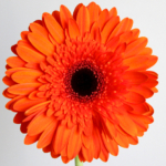 Thumbnail of post image 138