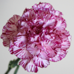 Thumbnail of post image 055