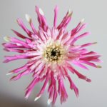 Thumbnail of post image 059