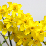 Thumbnail of post image 148