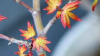 Thumbnail of post image 060