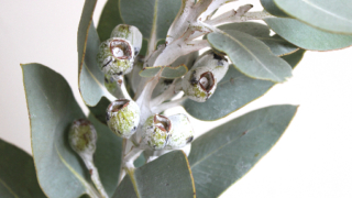Thumbnail of post image 185