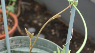 Thumbnail of post image 085