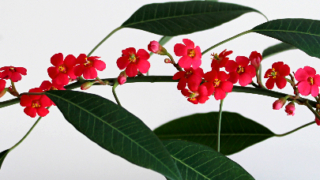 Thumbnail of post image 066