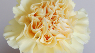 Thumbnail of post image 128