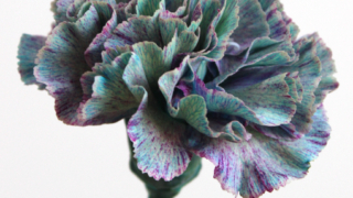 Thumbnail of post image 052