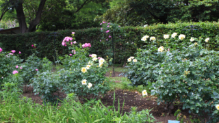 Thumbnail of post image 179