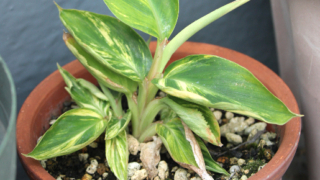 Thumbnail of post image 094