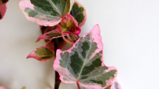 Thumbnail of post image 015