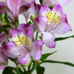 Thumbnail of post image 125