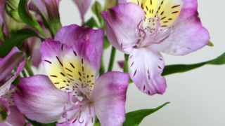 Thumbnail of post image 178