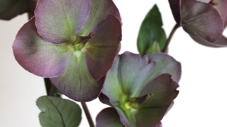 Thumbnail of post image 181