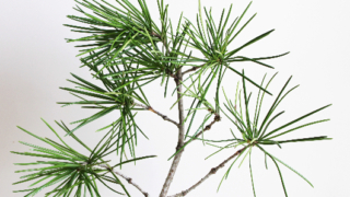 Thumbnail of post image 074
