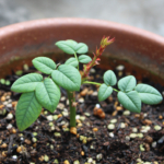 Thumbnail of post image 177