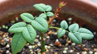 Thumbnail of post image 023