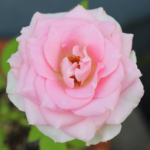 Thumbnail of post image 039