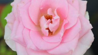 Thumbnail of post image 166