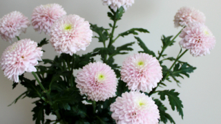 Thumbnail of post image 118