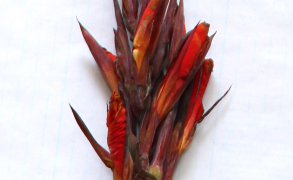 Thumbnail of post image 152