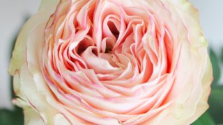 Thumbnail of post image 148