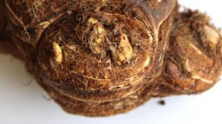 Thumbnail of post image 056
