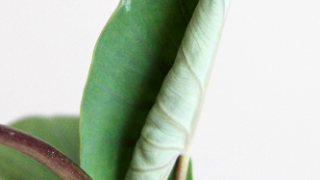 Thumbnail of post image 170