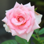 Thumbnail of post image 003