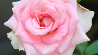 Thumbnail of post image 171