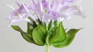 Thumbnail of post image 154