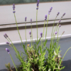 Thumbnail of related posts 026