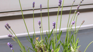 Thumbnail of post image 059