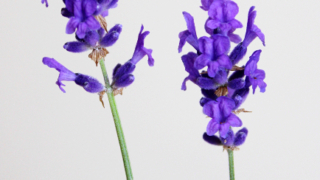 Thumbnail of post image 123