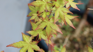 Thumbnail of post image 003