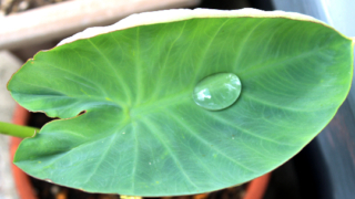 Thumbnail of post image 155