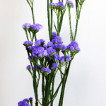 Thumbnail of post image 194