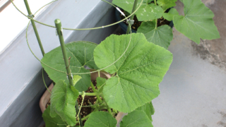 Thumbnail of post image 198